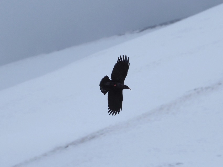 Gracchi Corallini  (Pyrrhocorax pyrrhocorax)